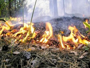На юге и юго-востоке Самарской области сохраняется высокая пожарная опасность лесов